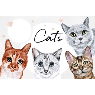 Kit Digital Pet Gatos 