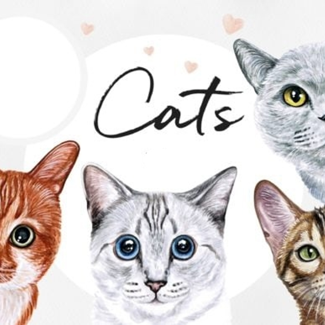 Kit Digital Pet Gatos  1