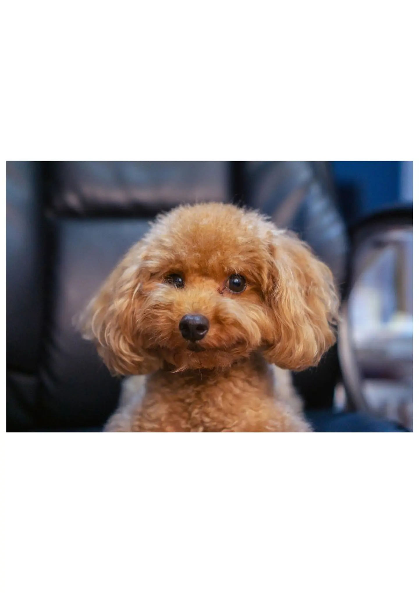 PELUQUERIA CANINA
