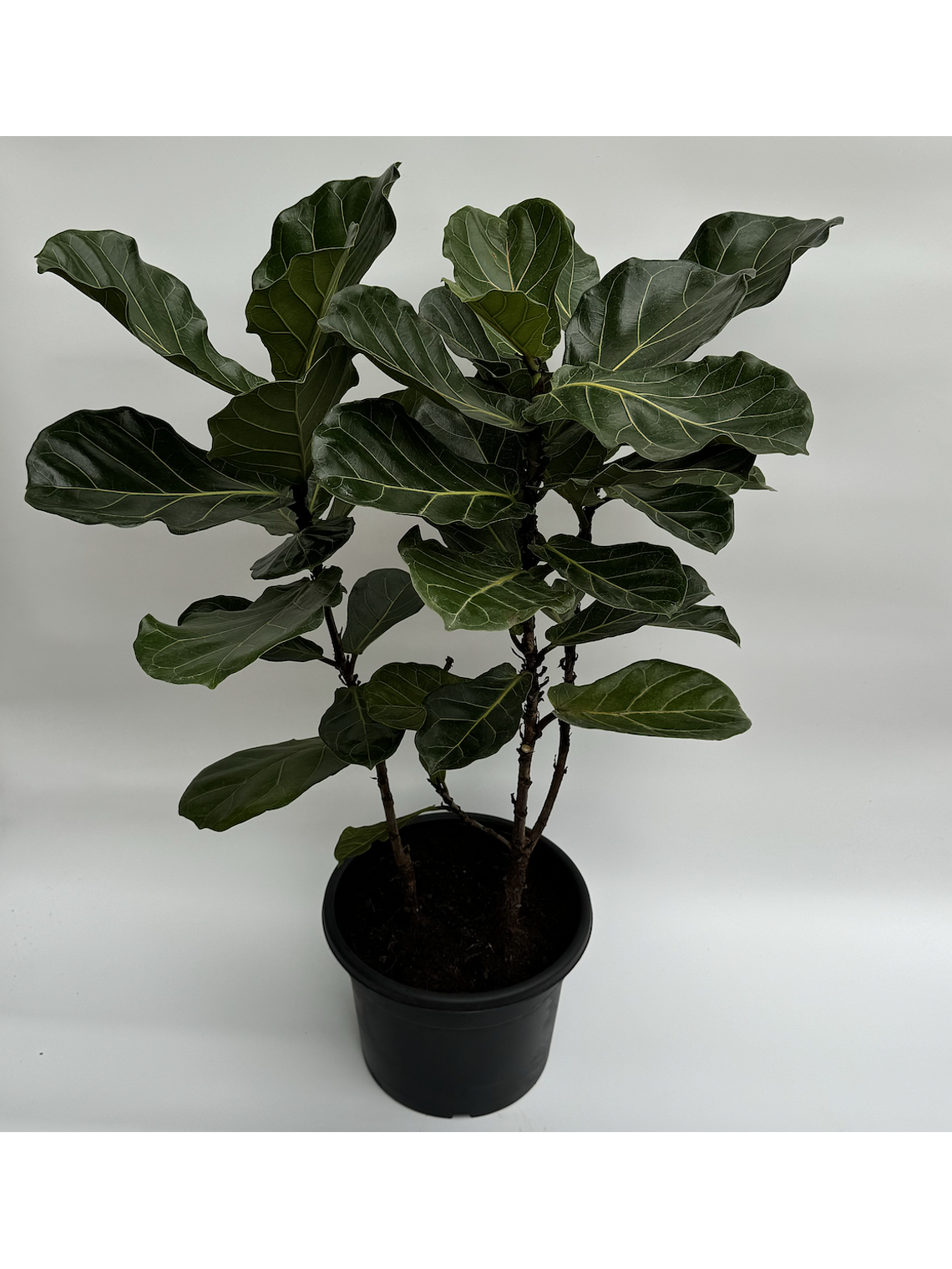Ficus Lyrata XL 2