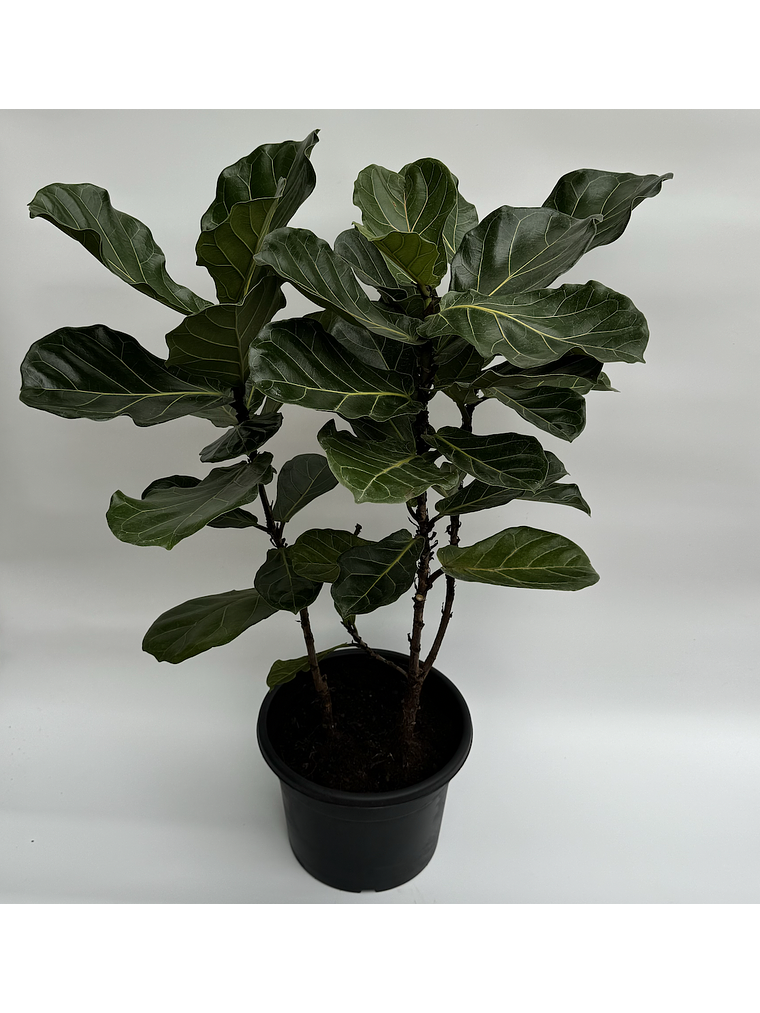 Ficus Lyrata XL 2