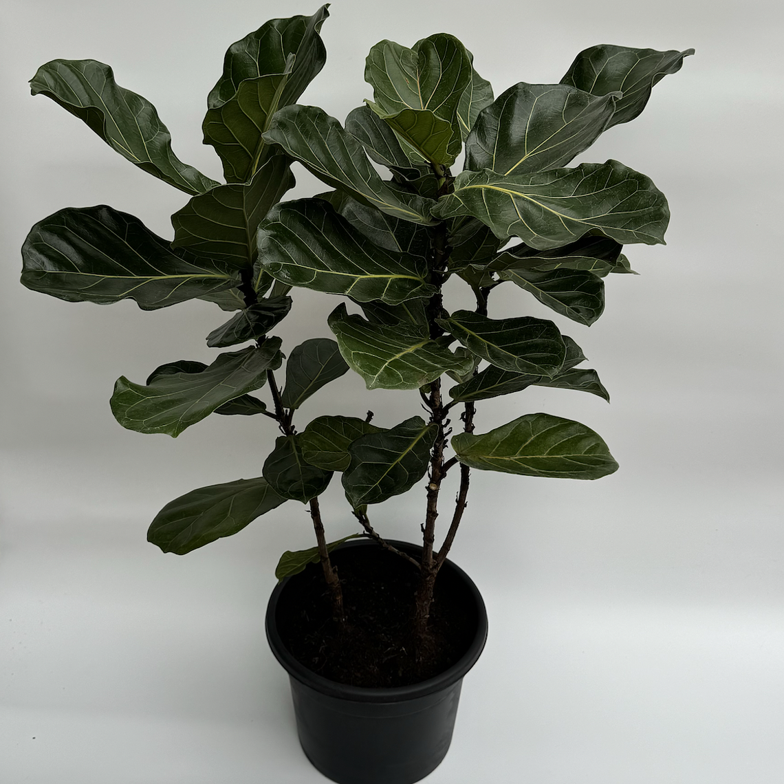 Ficus Lyrata XL 2