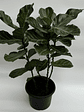 Ficus Lyrata XL - Miniatura 2
