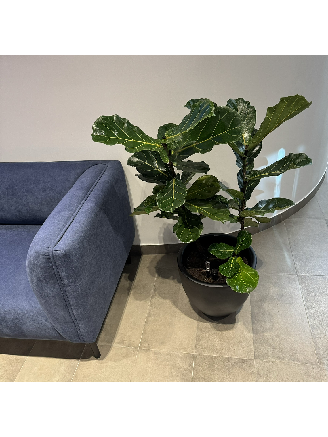 Ficus Lyrata XL 3