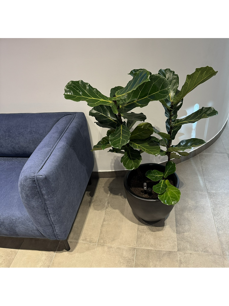 Ficus Lyrata XL 3