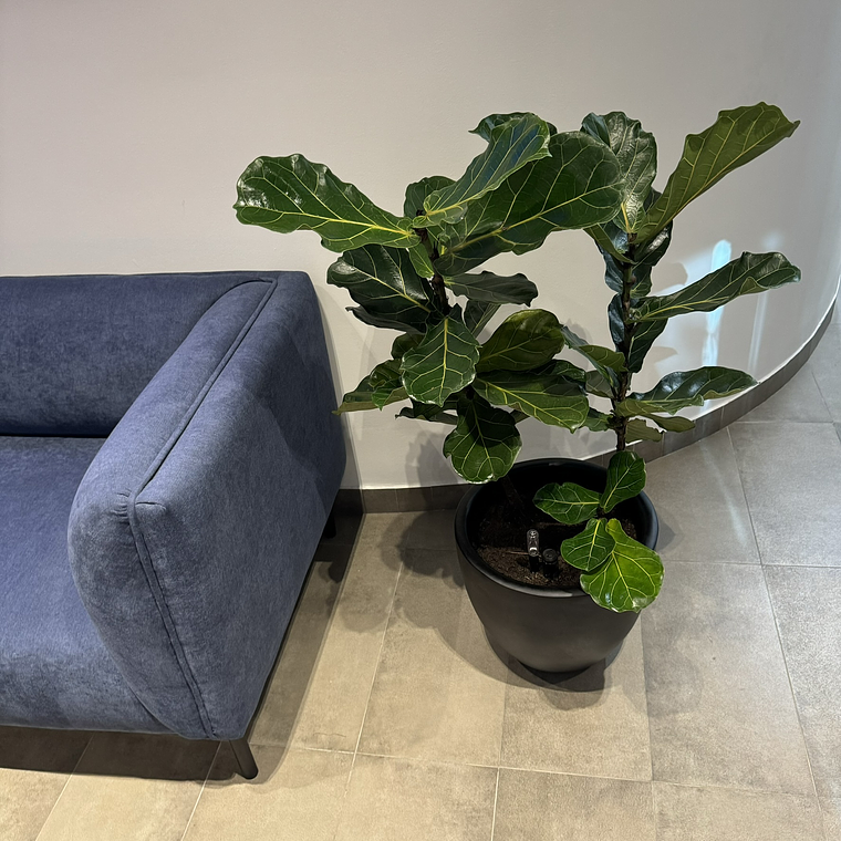 Ficus Lyrata XL 3