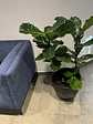 Ficus Lyrata XL - Miniatura 3