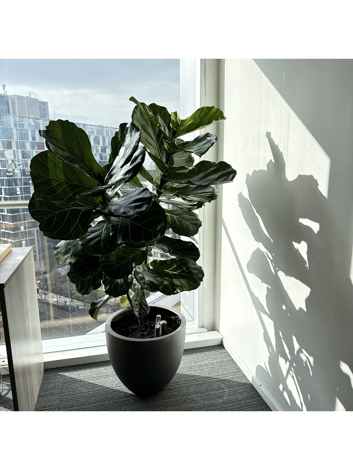 Ficus Lyrata XL 4