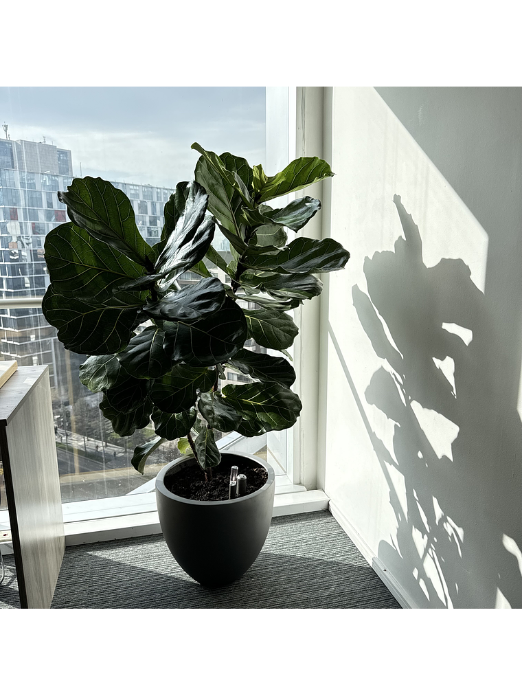 Ficus Lyrata XL 4