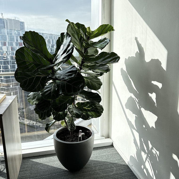 Ficus Lyrata XL 4