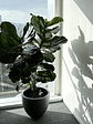 Ficus Lyrata XL - Miniatura 4