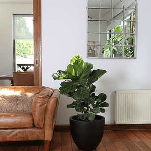 Ficus Lyrata XL