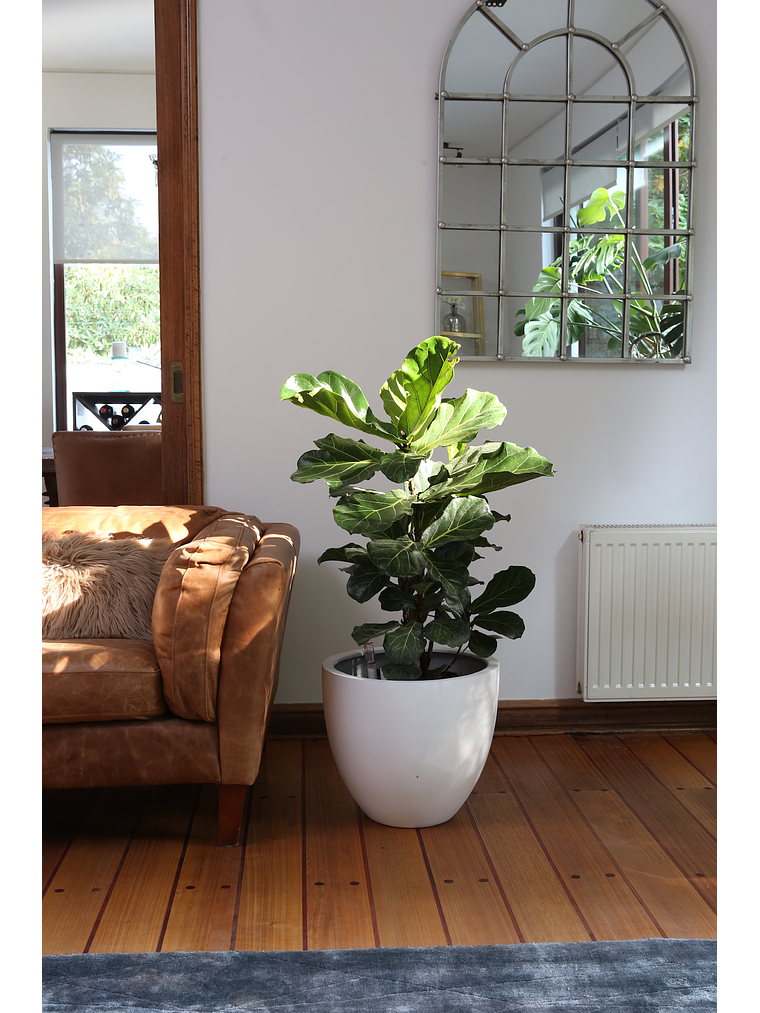 Ficus Lyrata XL 5