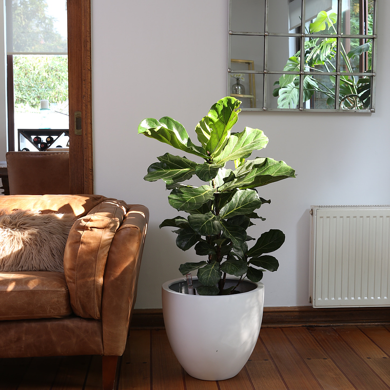 Ficus Lyrata XL 5
