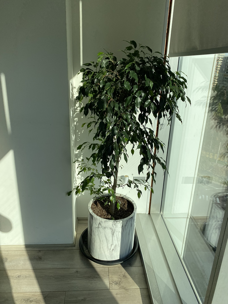 Ficus Danielle 1