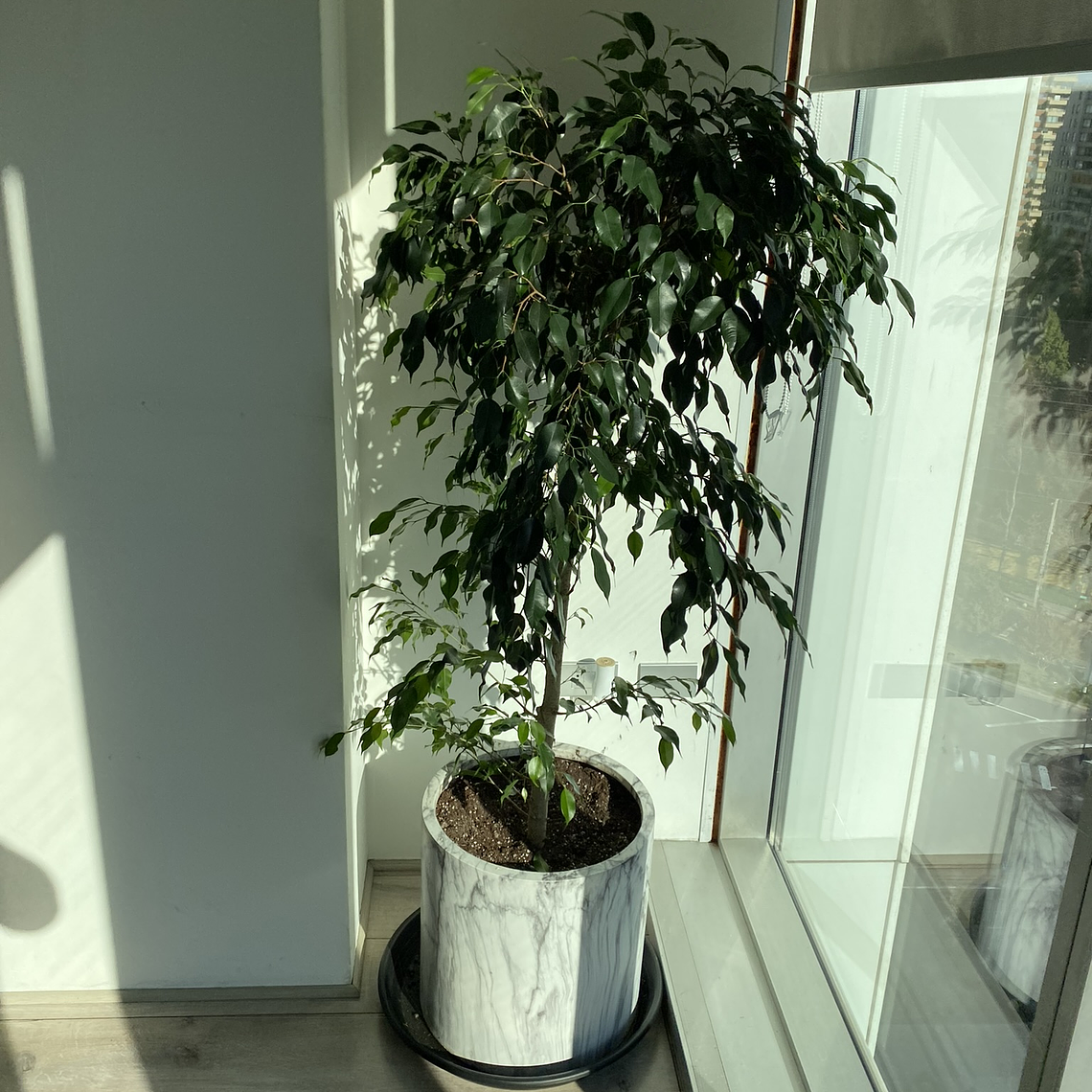Ficus Danielle 1