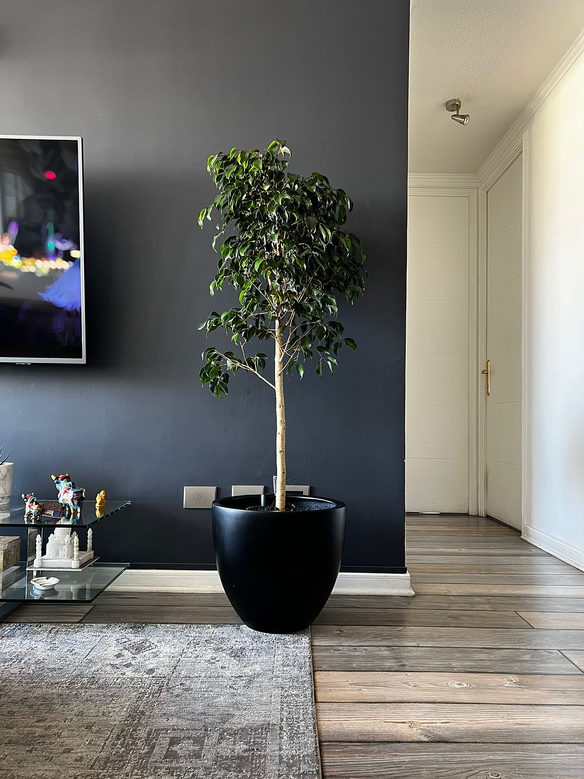 Ficus Danielle 2