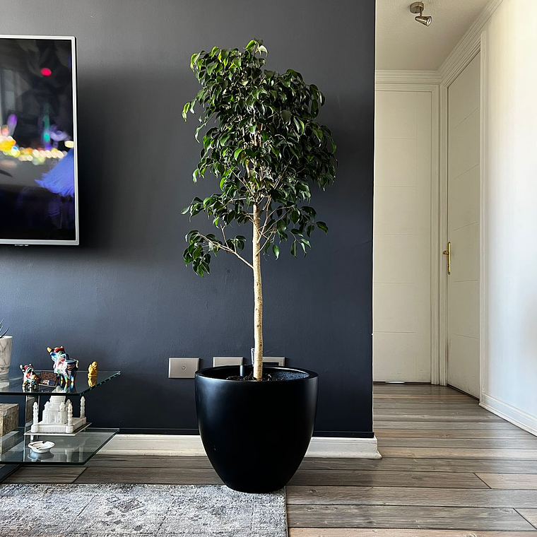 Ficus Danielle 2