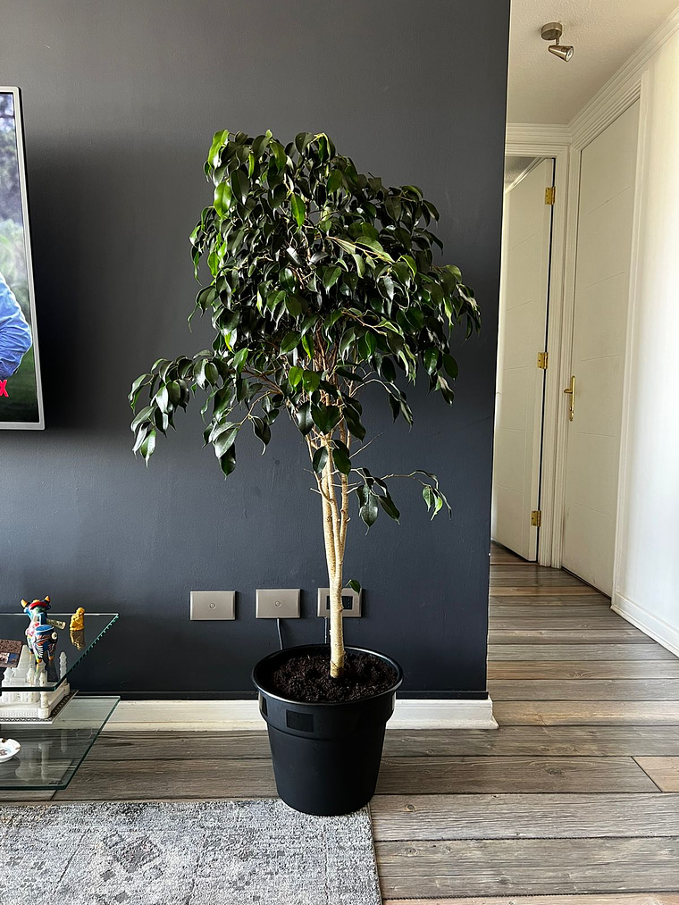 Ficus Danielle 4