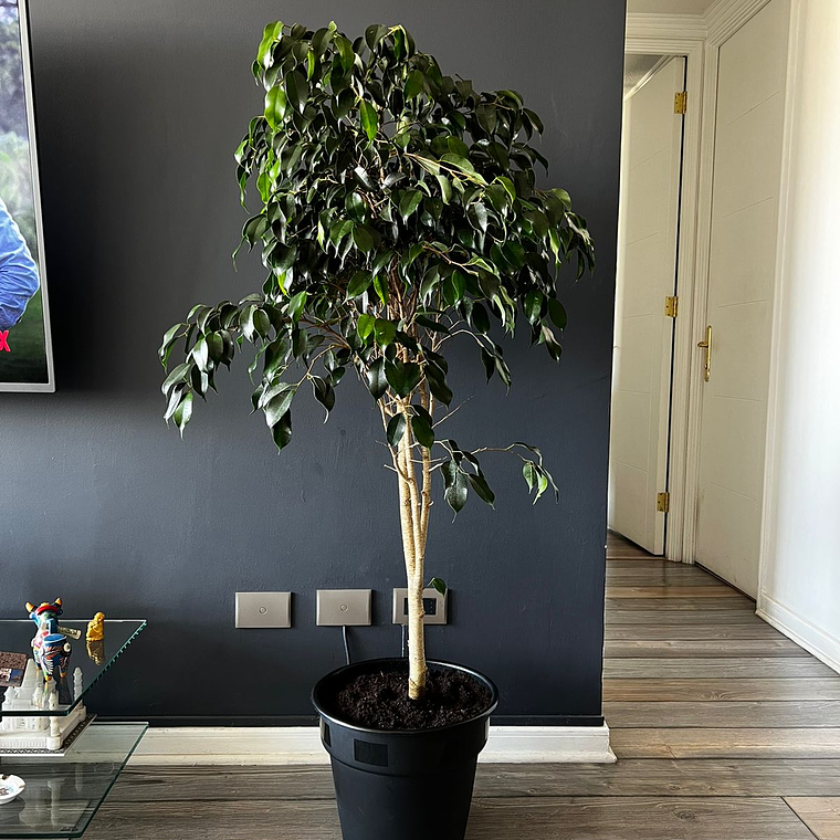 Ficus Danielle 4