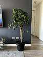 Ficus Danielle - Miniatura 4