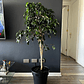 Ficus Danielle - Miniatura 4