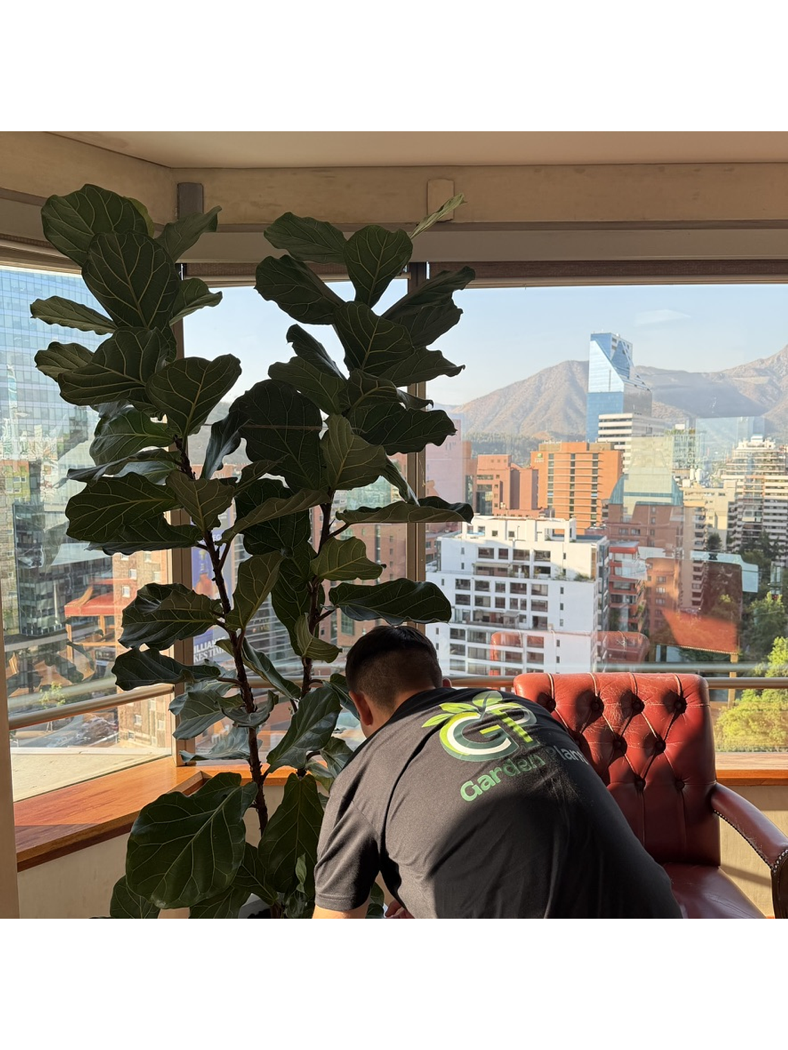 Mantención Profesional de Plantas 3