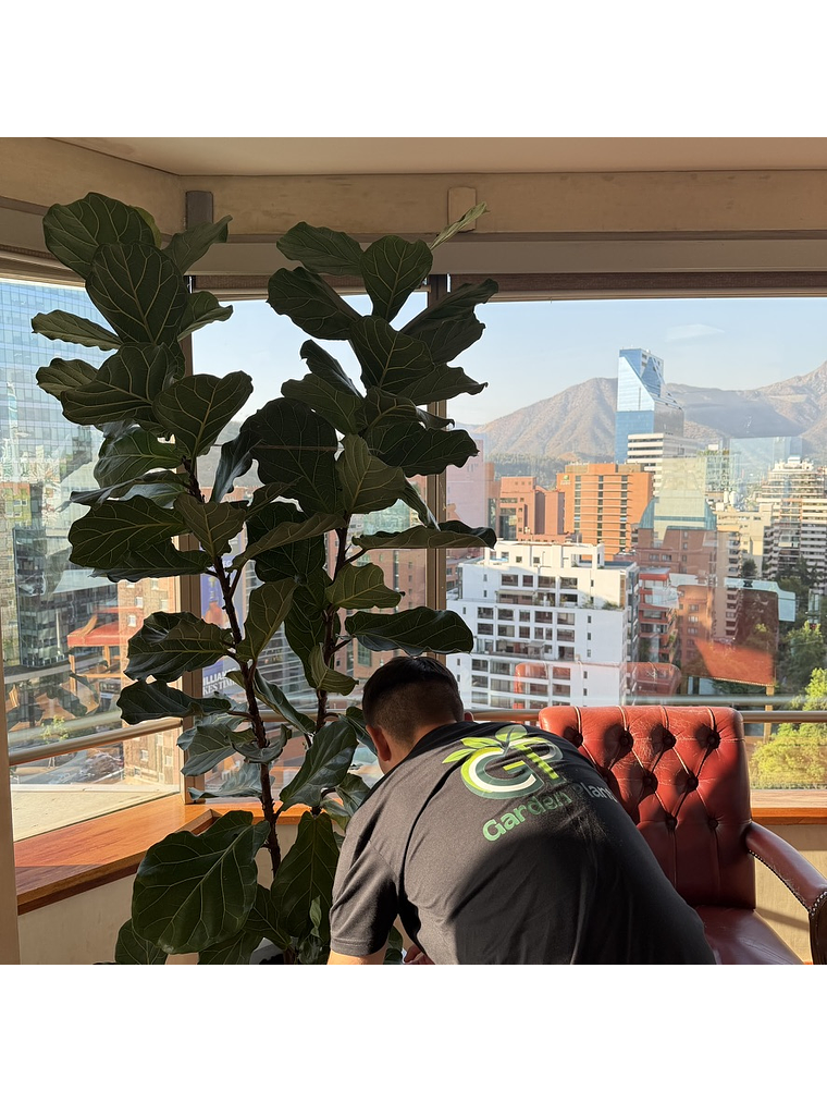 Mantención Profesional de Plantas 3