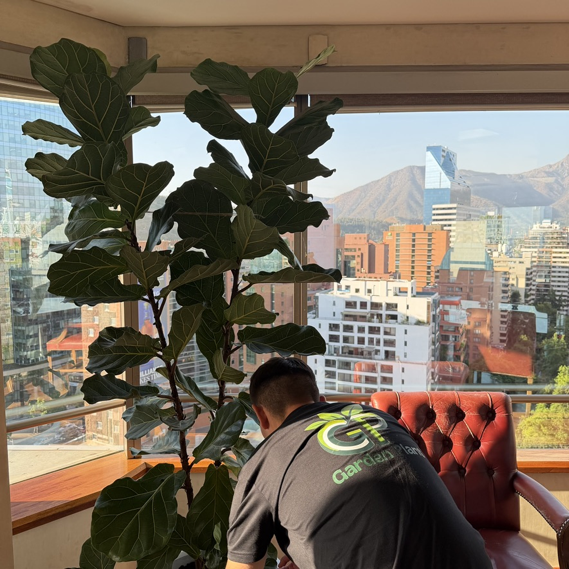 Mantención Profesional de Plantas 3