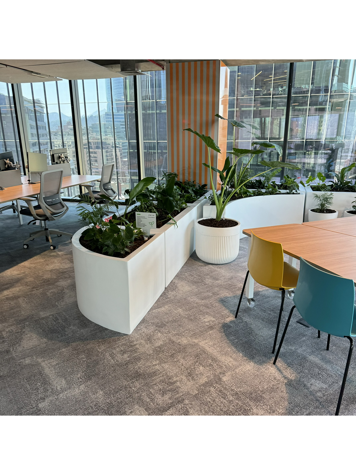 🌿 Trasplante Profesional de Plantas 🌿 1