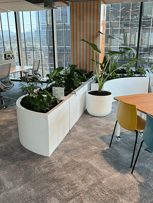 🌿 Trasplante Profesional de Plantas 🌿