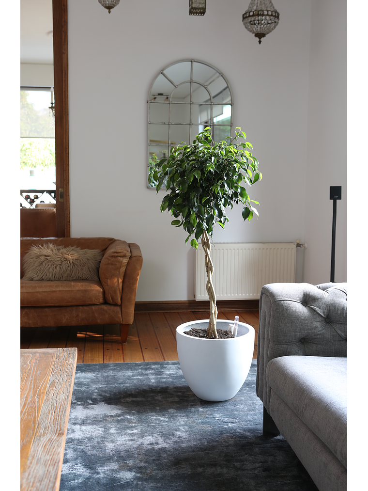 Ficus Trenzado XL 1