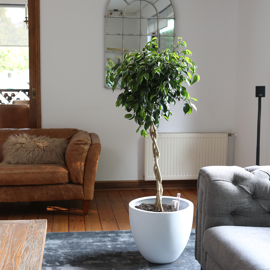Ficus Trenzado XL 1