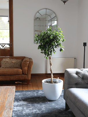 Ficus Trenzado XL