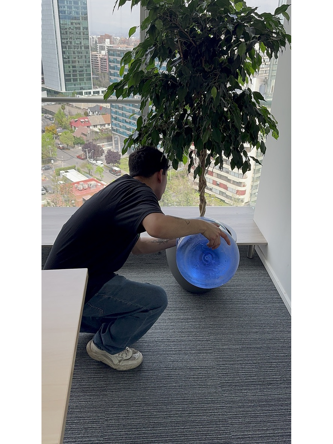 Mantención Profesional de Plantas 5