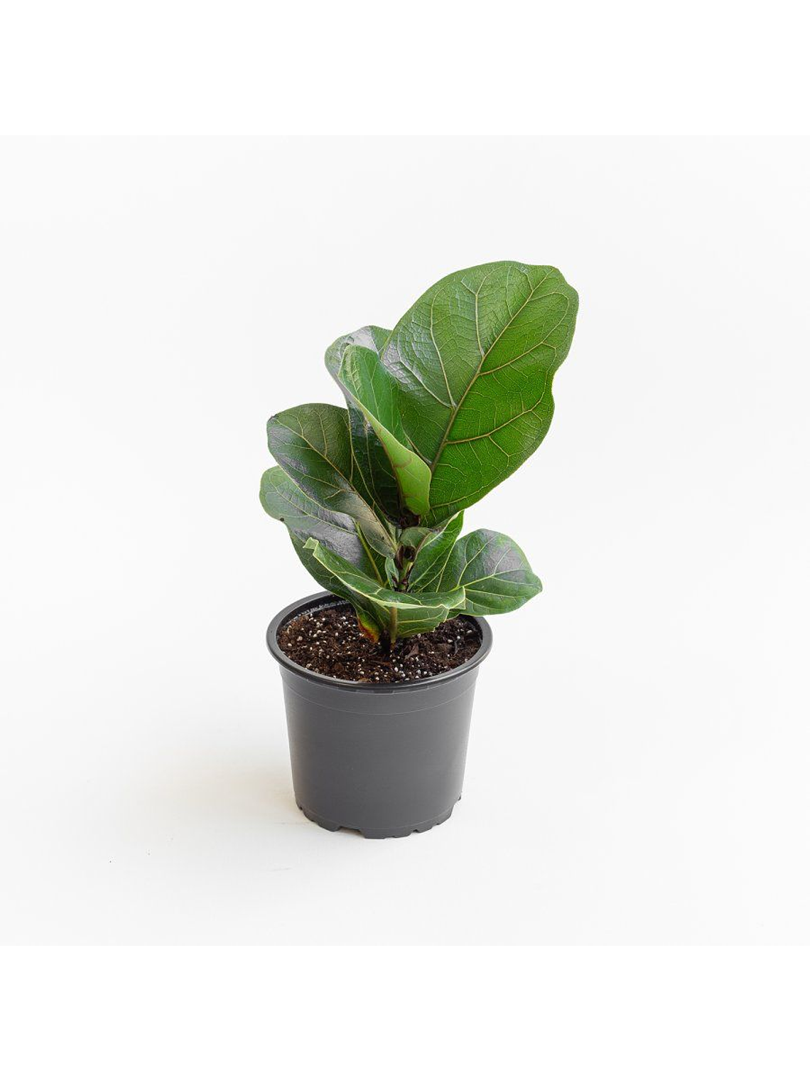 Ficus Lyrata M  2
