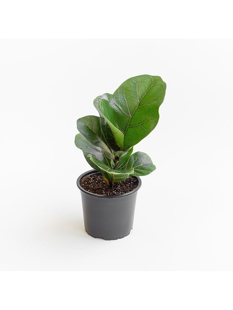 Ficus Lyrata M  2