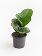 Ficus Lyrata M  - Miniatura 2