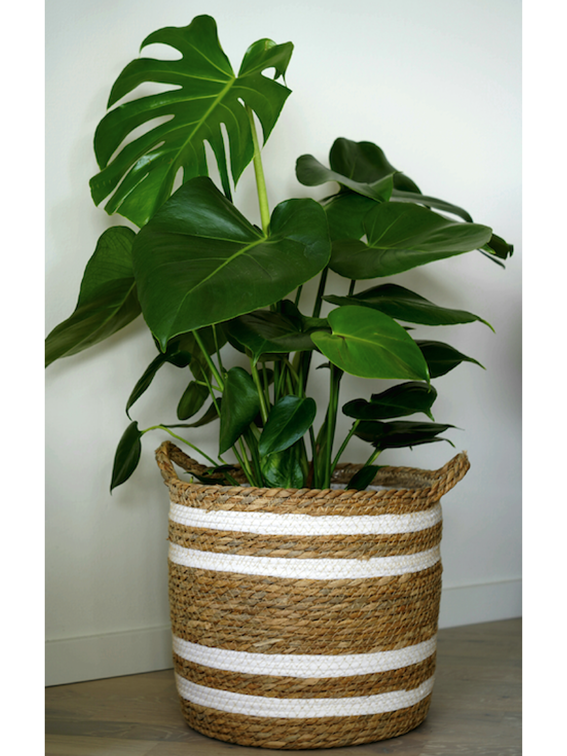 Monstera Deliciosa M 1