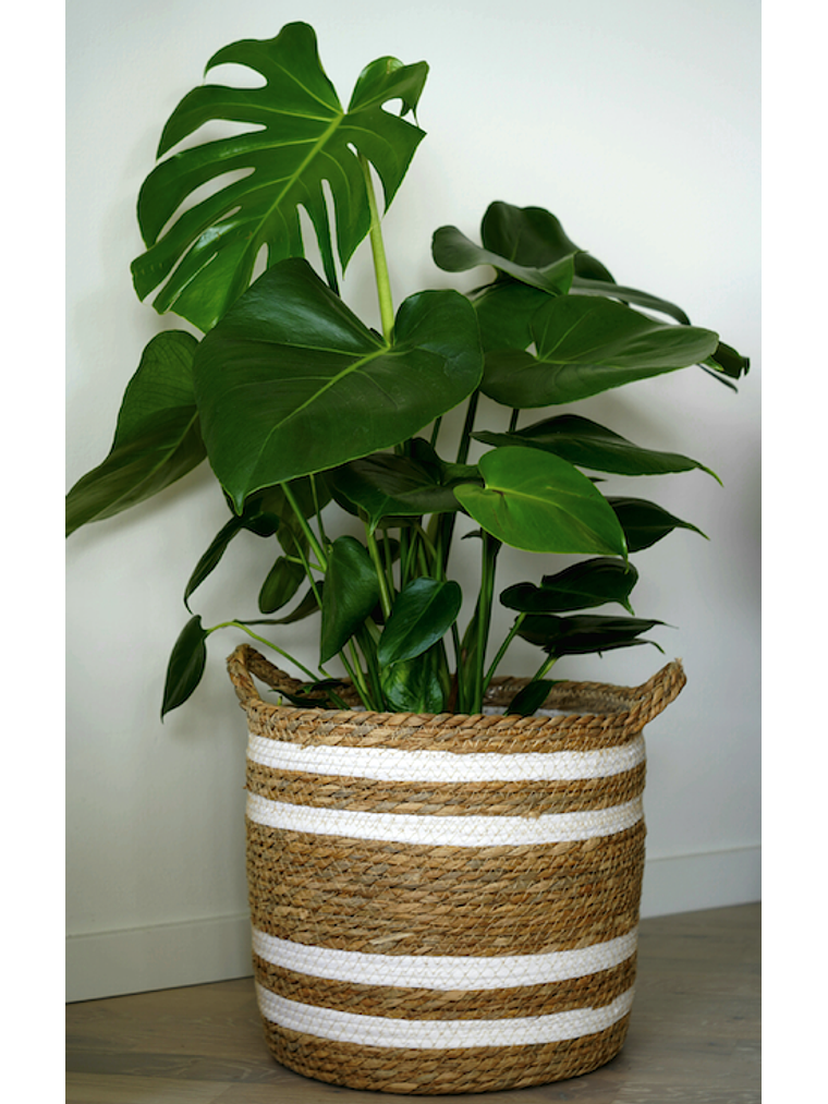 Monstera Deliciosa M 1