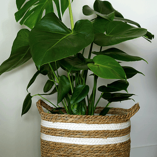 Monstera Deliciosa M