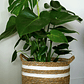 Monstera Deliciosa M - Miniatura 1