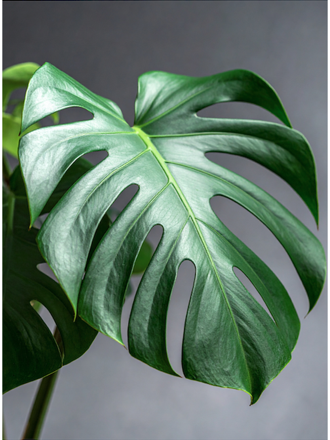 Monstera Deliciosa M 2