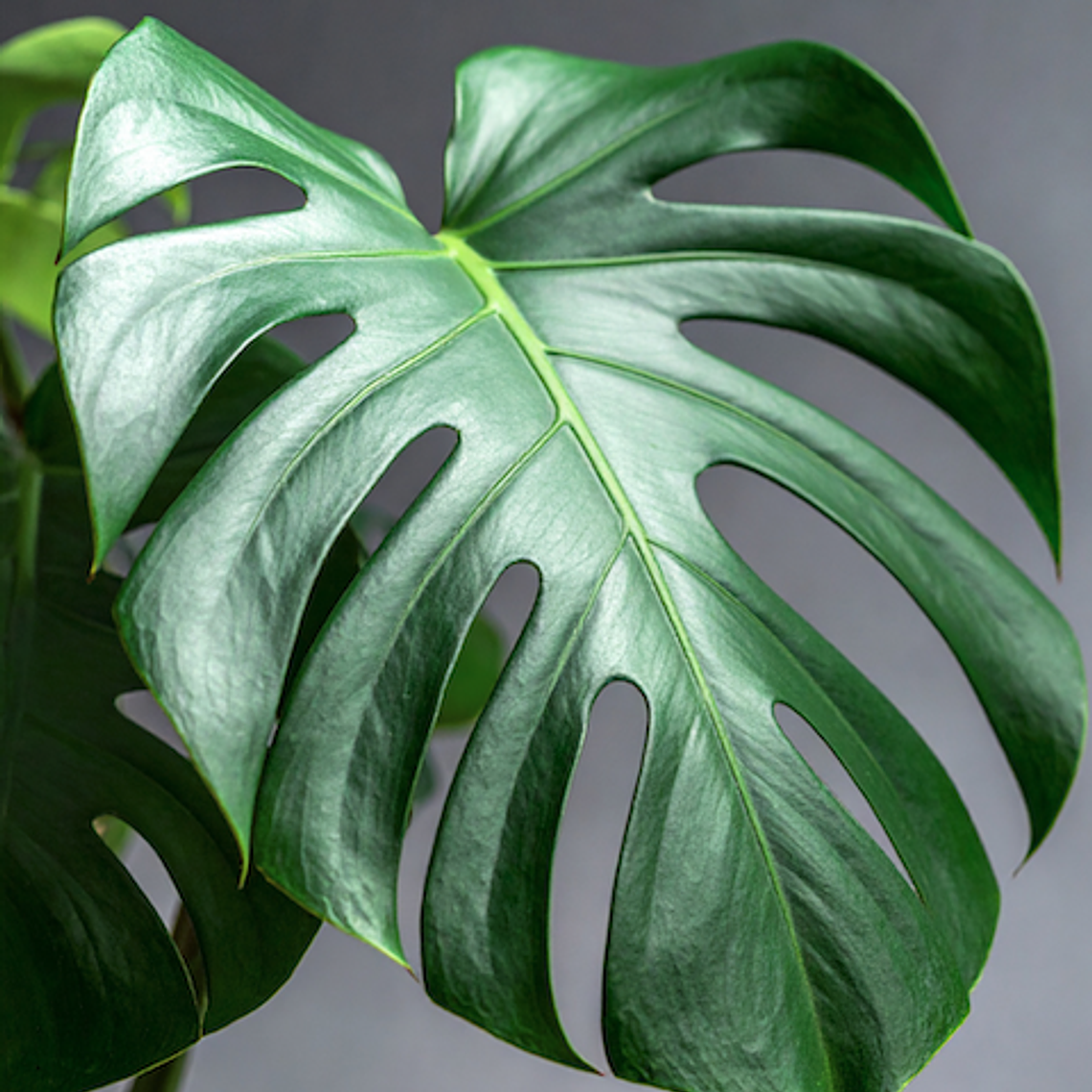 Monstera Deliciosa M 2