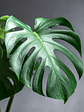 Monstera Deliciosa M - Miniatura 2