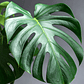 Monstera Deliciosa M - Miniatura 2