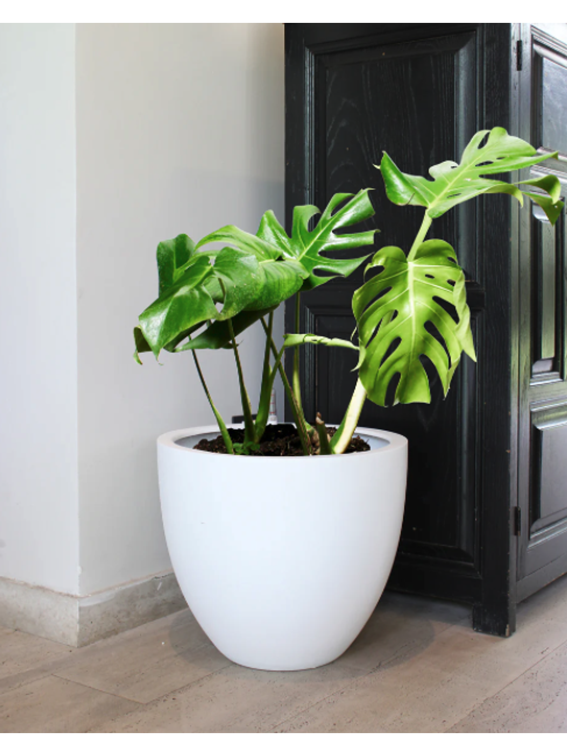 Monstera Deliciosa M 7