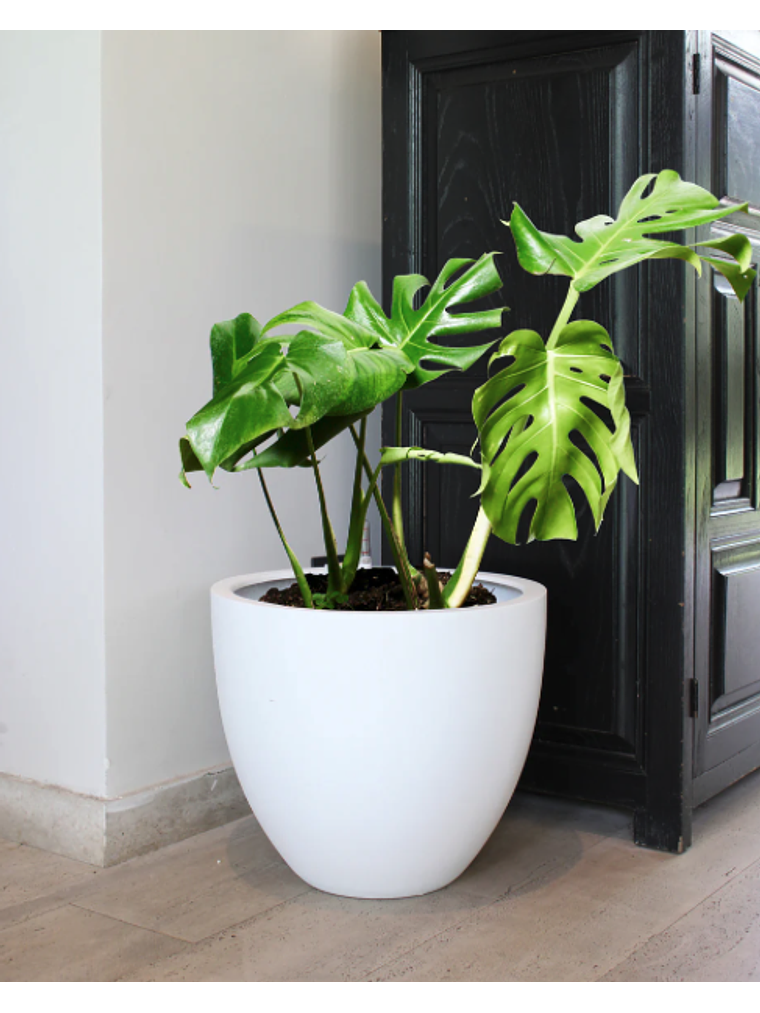 Monstera Deliciosa M 7
