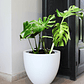Monstera Deliciosa M - Miniatura 7