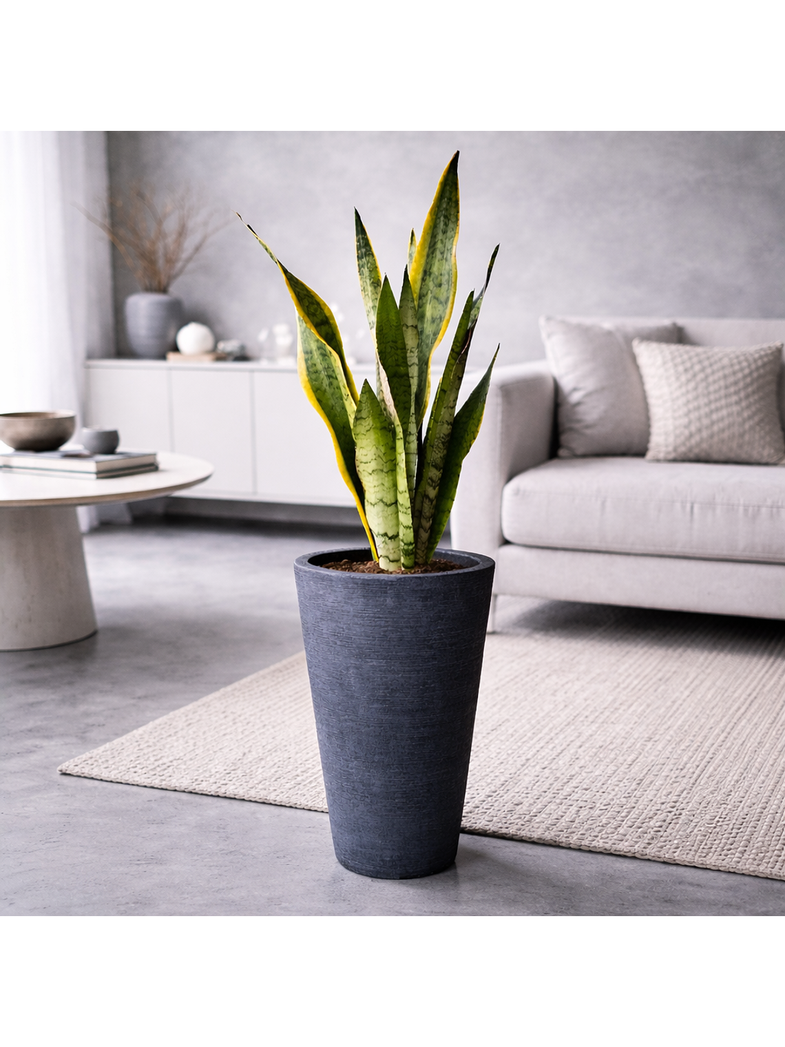Sansevieria XL 1